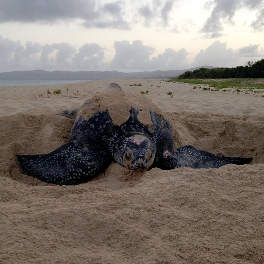 Sea Turtles Touch Our Hearts!