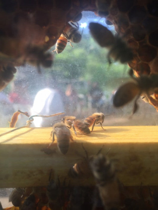 Art & Honey